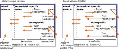 Advances and challenges in immunoPET methodology